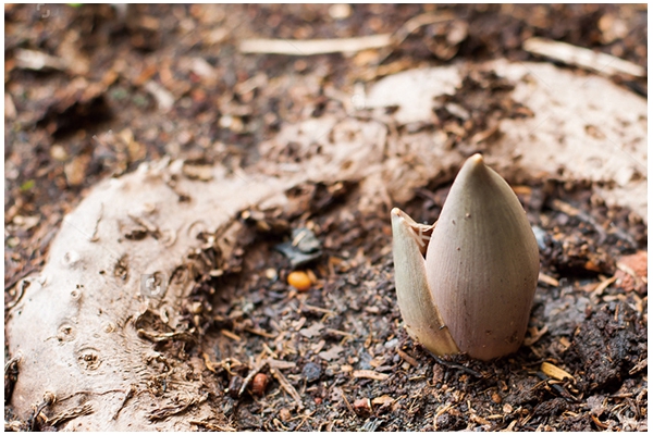 湖北一致魔芋生物科技股份有限公司